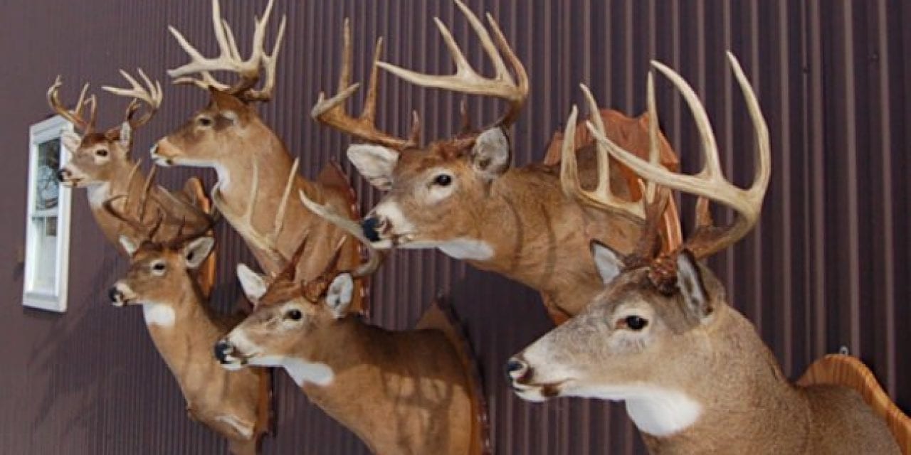 Deer Taxidermy Options: 6 Different Ways to Memorialize Your Harvest