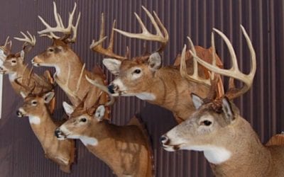 Deer Taxidermy Options: 6 Different Ways to Memorialize Your Harvest