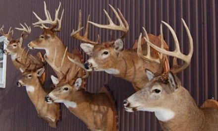 Deer Taxidermy Options: 6 Different Ways to Memorialize Your Harvest