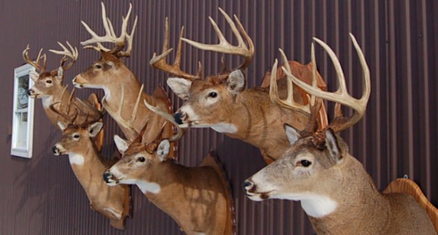 Deer Taxidermy Options