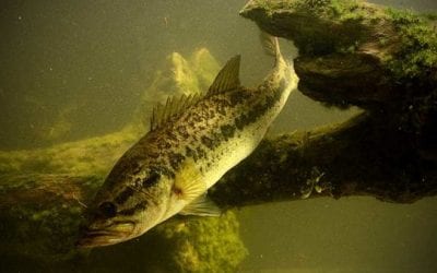 Every Bass Species You Can Catch in North America
