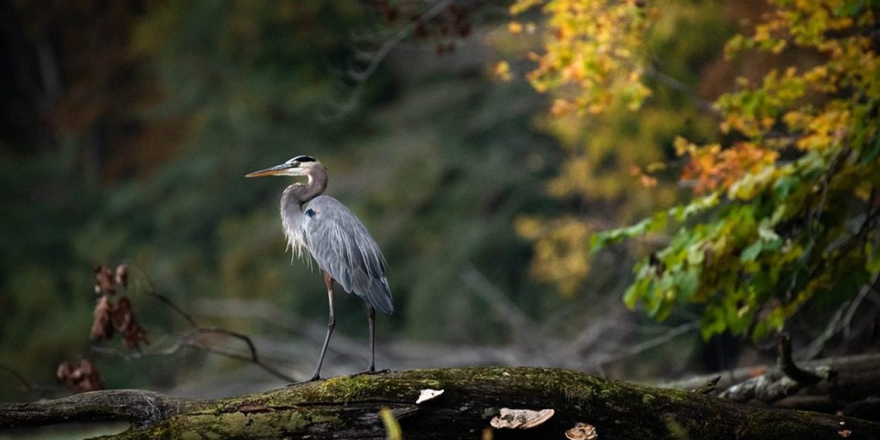 Fall Wildlife Assignment Winner Jody Partin