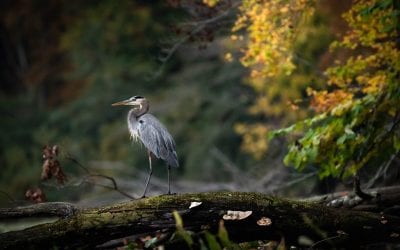 Fall Wildlife Assignment Winner Jody Partin