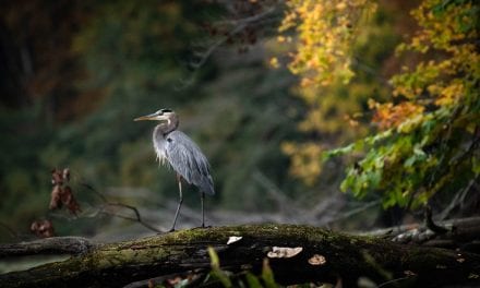 Fall Wildlife Assignment Winner Jody Partin