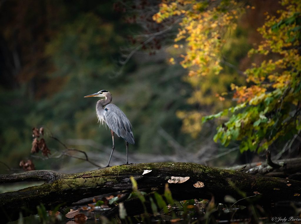 Fall Wildlife Assignment Winner Jody Partin