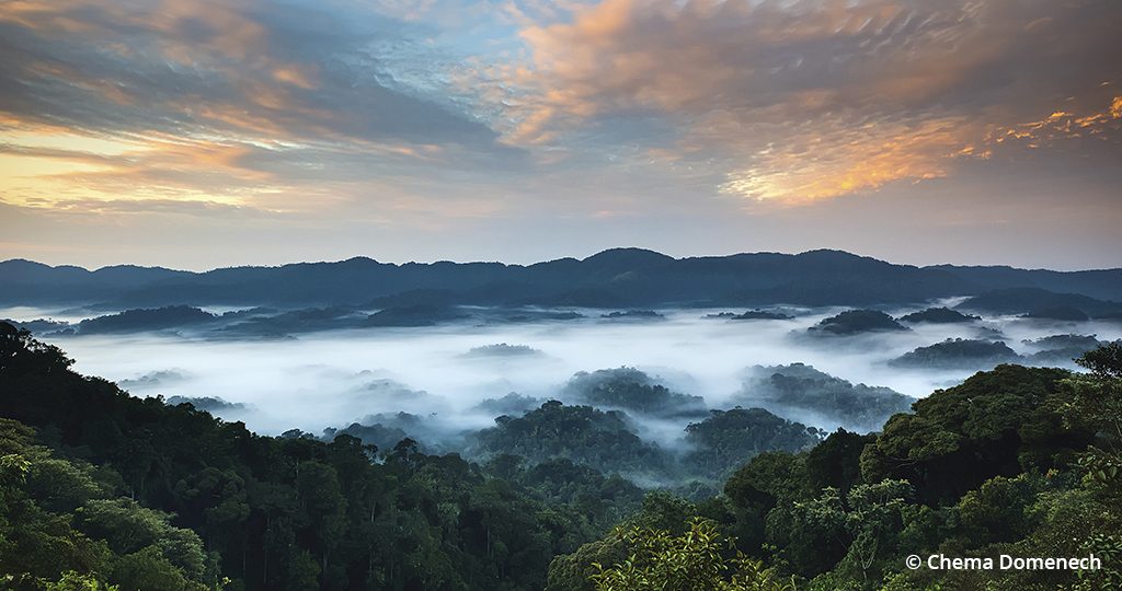 image of Nyungwe