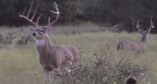 Watch Glenn Guess Bag The Buck Of A Lifetime In Texas