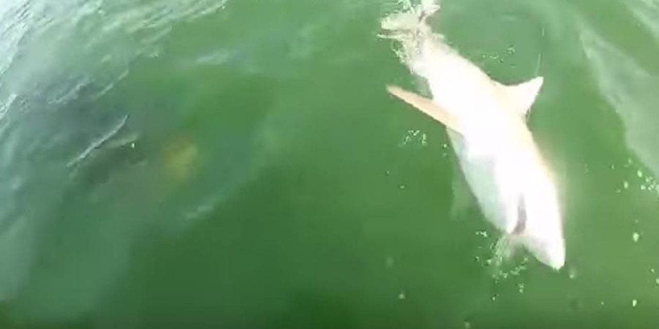 Grouper Catches 4-Foot Shark By Surprise