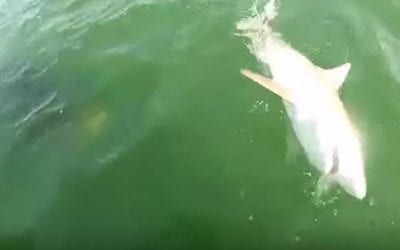 Grouper Catches 4-Foot Shark By Surprise