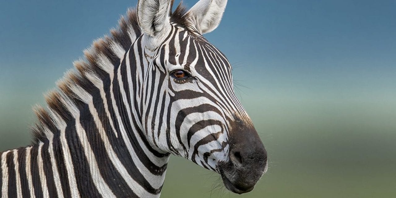 Heavenly Wildlife Headshots