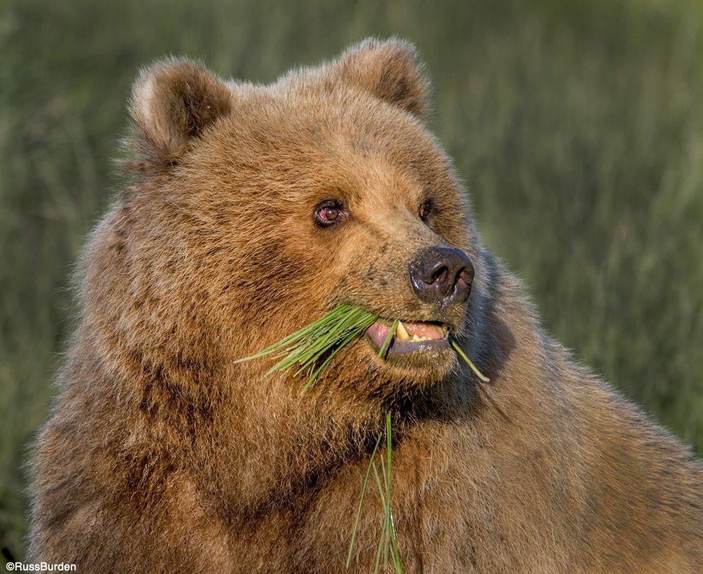 Heavenly Wildlife Headshots