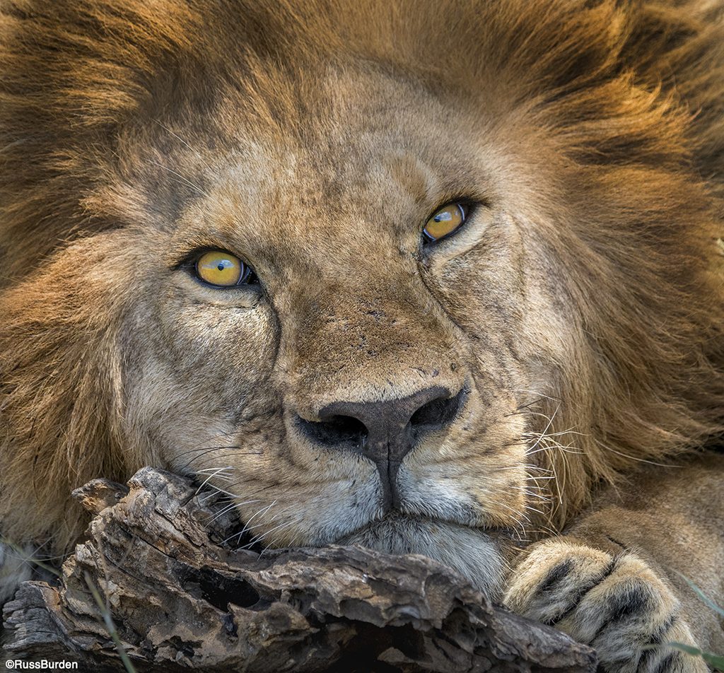 Heavenly Wildlife Headshots