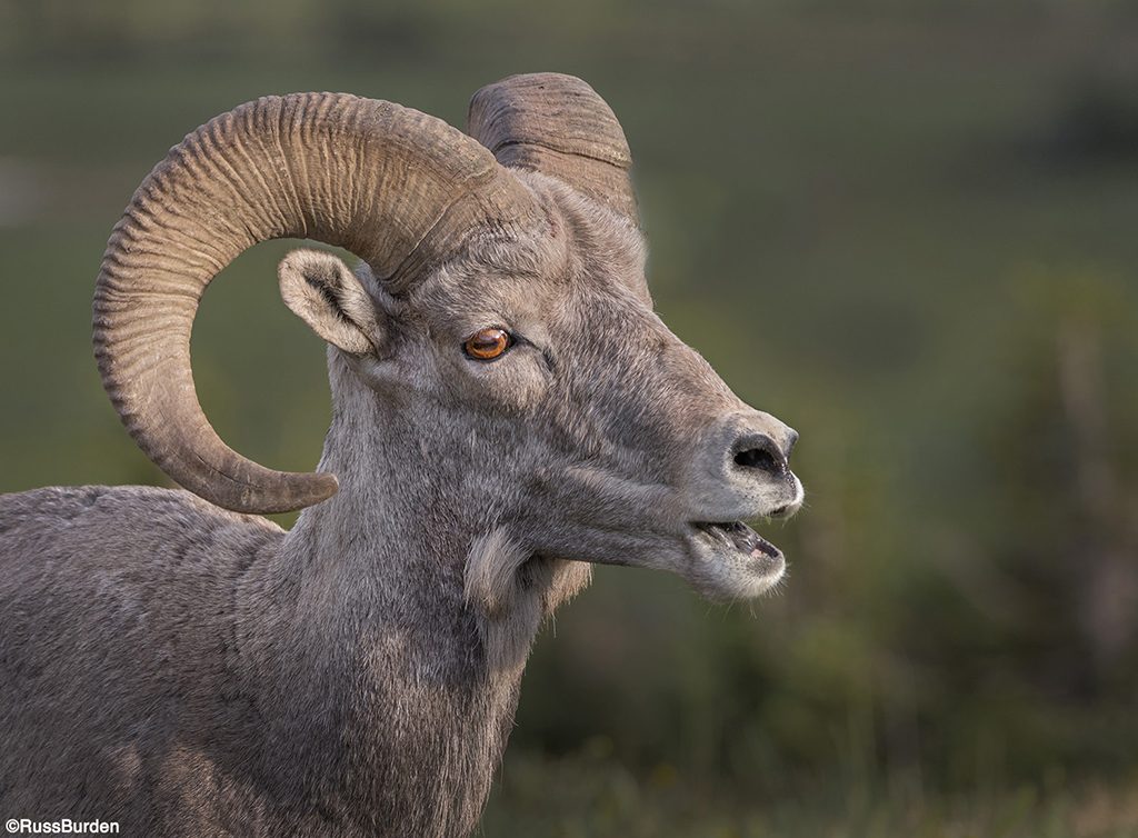 Heavenly Wildlife Headshots