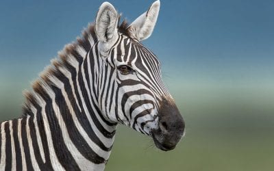 Heavenly Wildlife Headshots