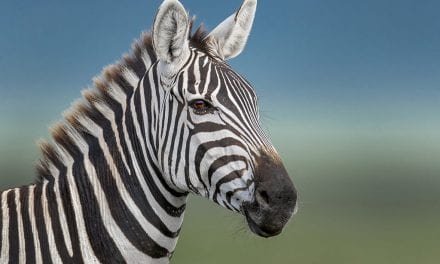 Heavenly Wildlife Headshots