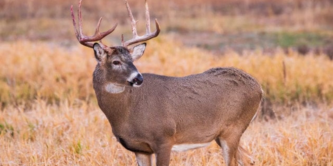 How to Find (and Aim for) Deer Vitals