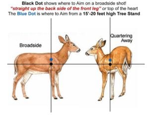 How to Find (and Aim for) Deer Vitals - Outdoor Enthusiast Lifestyle ...