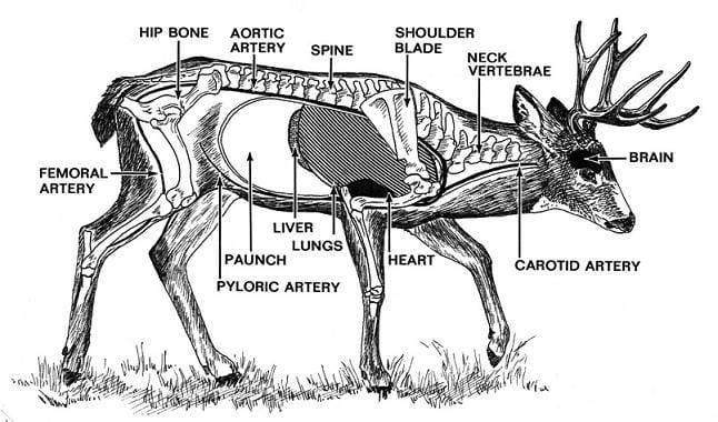 deer vitals