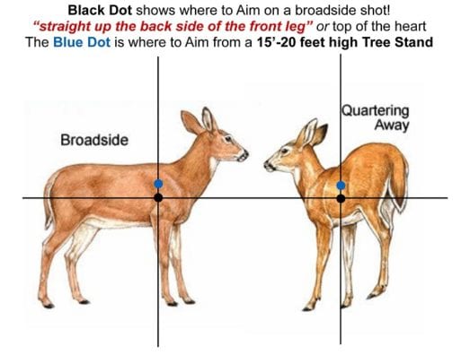 How to Find (and Aim for) Deer Vitals - Outdoor Enthusiast Lifestyle ...