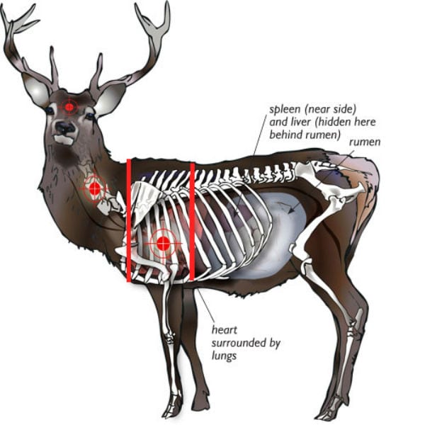 deer vitals