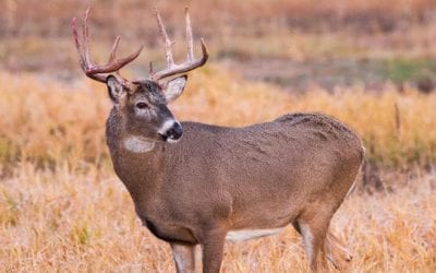 How to Find (and Aim for) Deer Vitals