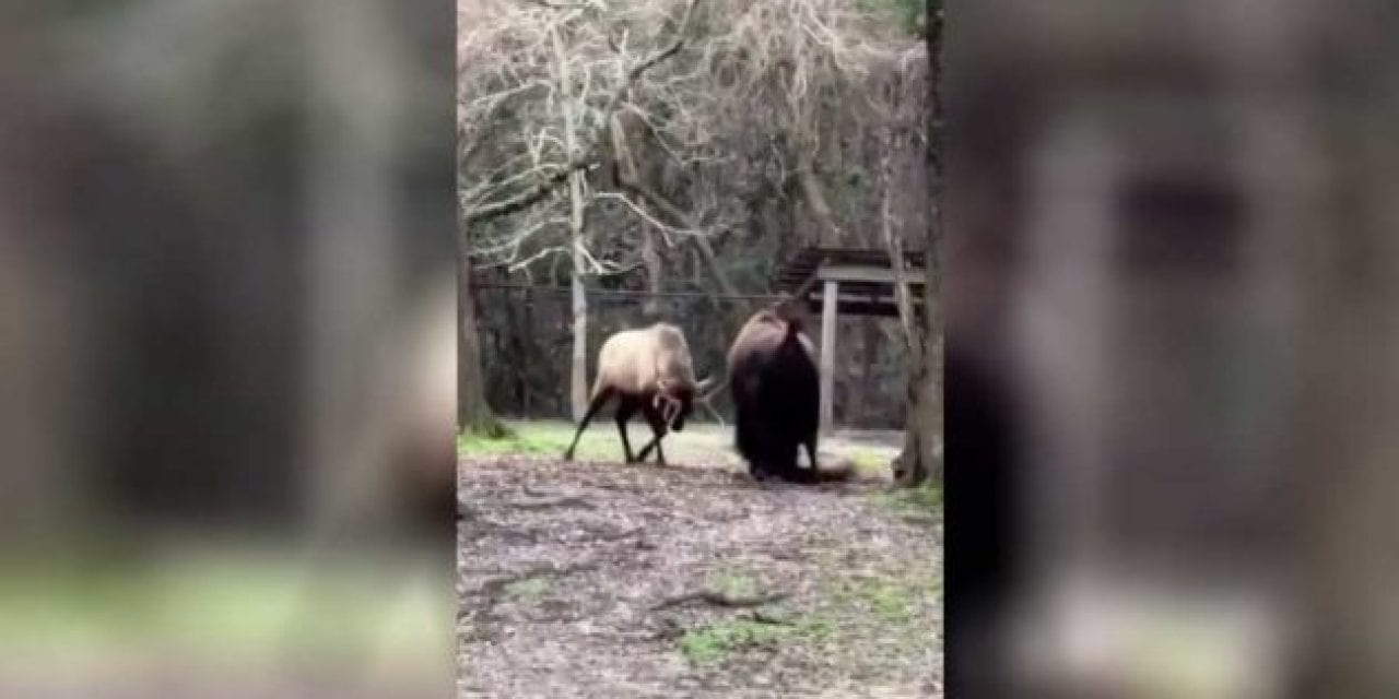 It’s a Head-to-Head, Bison vs. Elk Matchup