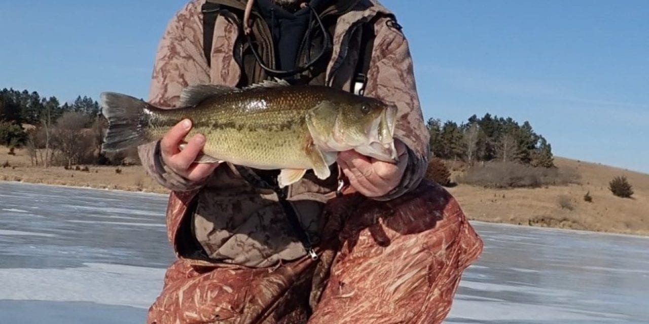 Largemouth Bass on Ice