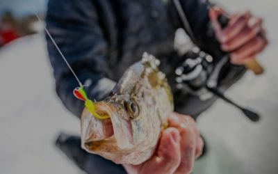 Live Bait vs. Soft Baits on Ice