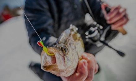 Live Bait vs. Soft Baits on Ice