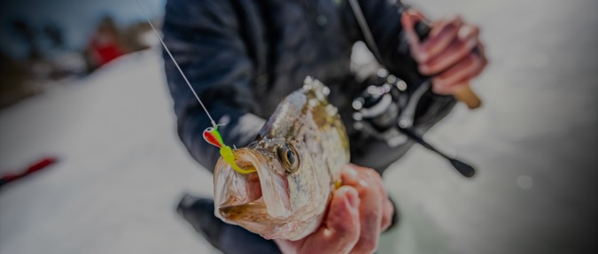 Live Bait vs. Soft Baits on Ice