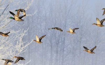 New York Waterfowl Guide Indicted a Second Time for Illegal Hunting