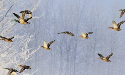 New York Waterfowl Guide Indicted a Second Time for Illegal Hunting