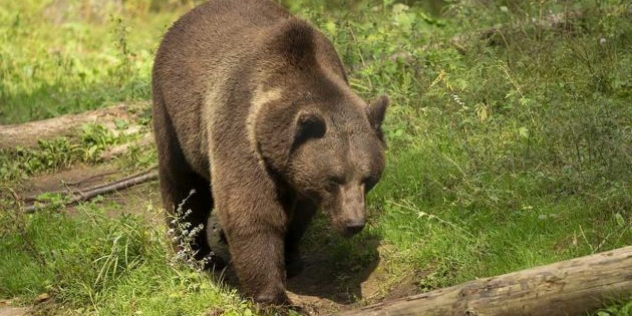 No, Grand Teton Elk Hunt Does Not Attract Grizzlies, Study Concludes