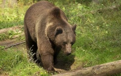 No, Grand Teton Elk Hunt Does Not Attract Grizzlies, Study Concludes