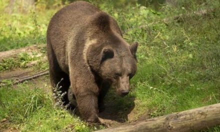 No, Grand Teton Elk Hunt Does Not Attract Grizzlies, Study Concludes