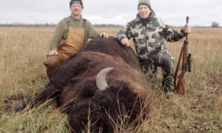 One Shot From a .458 Lott Puts This Bison Down