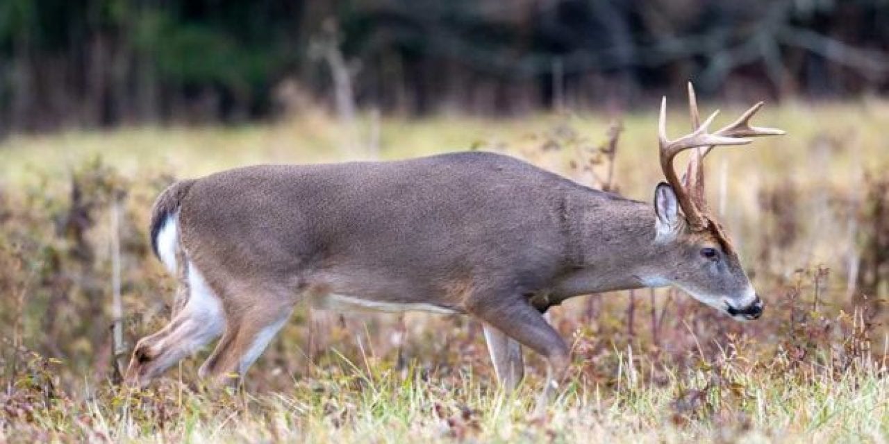 Pennsylvania Teens Charged with Felonies After Viral Deer Abuse Video