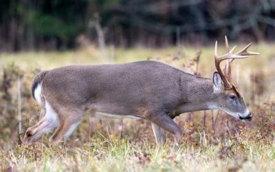 Pennsylvania Teens Charged with Felonies After Viral Deer Abuse Video