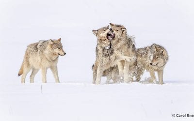 Photo Of The Day By Carol Grenier