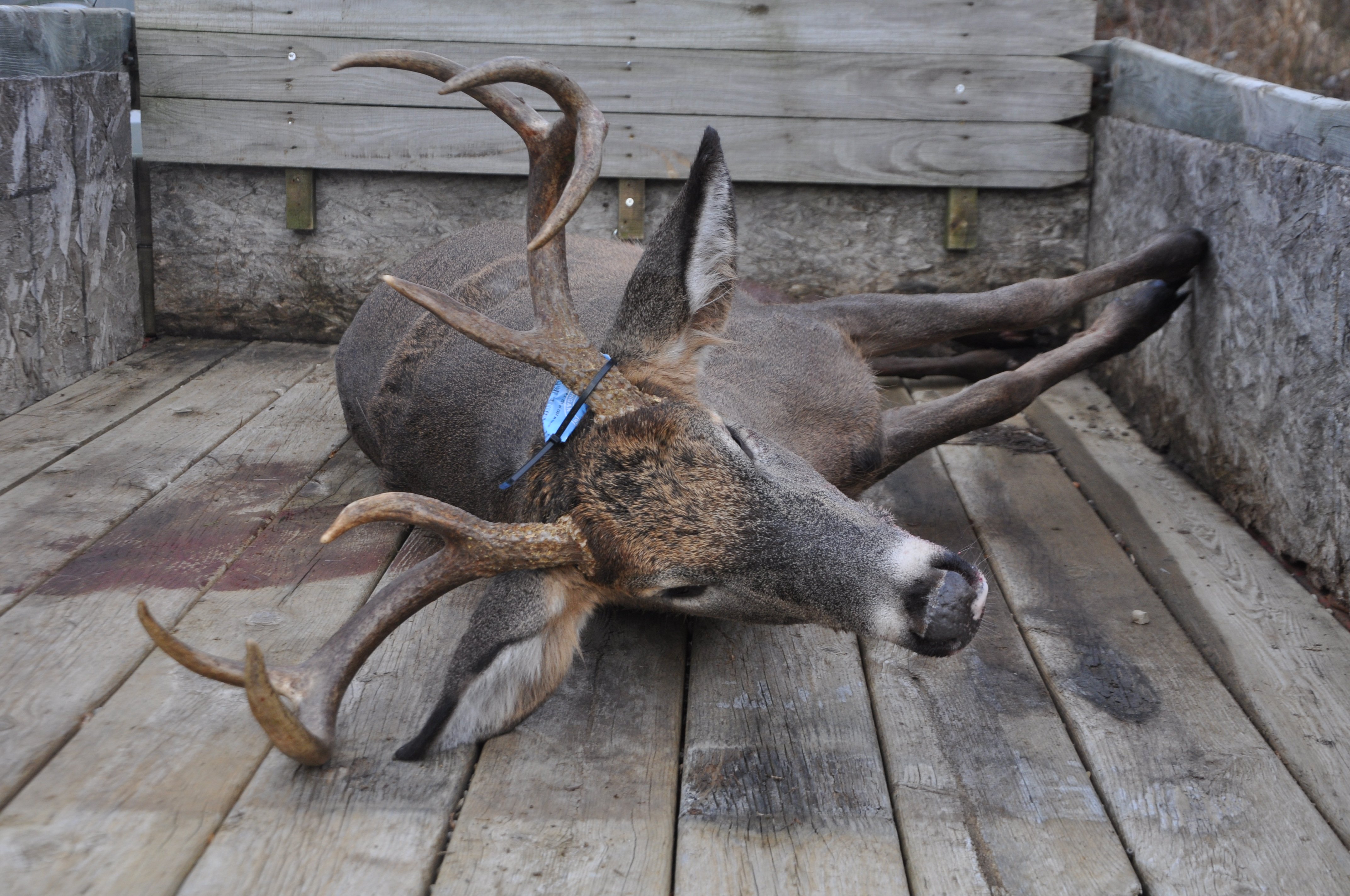 2019 Deer