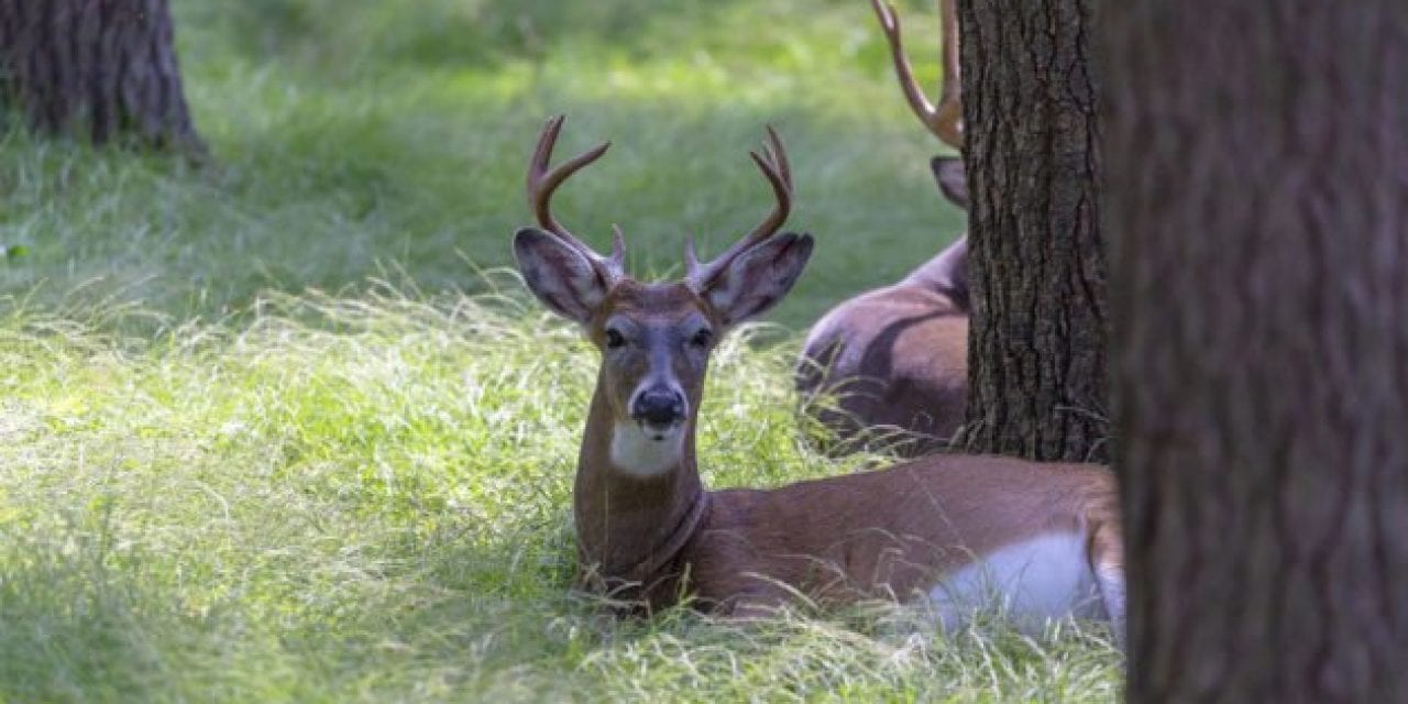 Researchers Found CWD in Deer Semen for the First Time