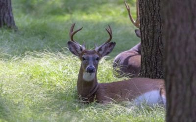 Researchers Found CWD in Deer Semen for the First Time