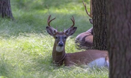 Researchers Found CWD in Deer Semen for the First Time