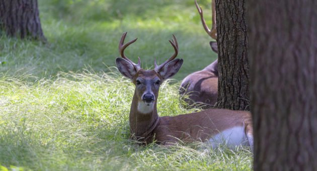 cwd semen