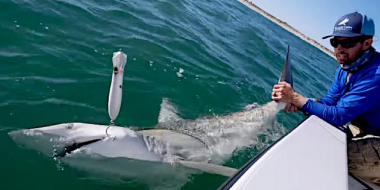 Shark Fishing: 5 Videos and Stories to Get You Excited (or Terrified)