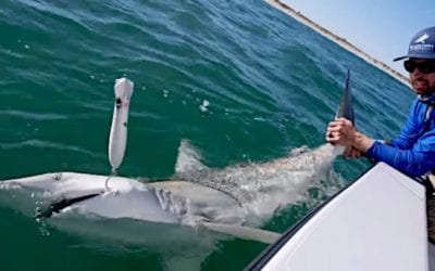 Shark Fishing: 5 Videos and Stories to Get You Excited (or Terrified)