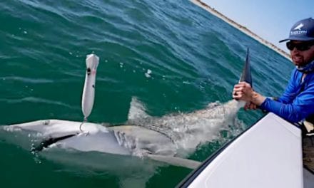Shark Fishing: 5 Videos and Stories to Get You Excited (or Terrified)