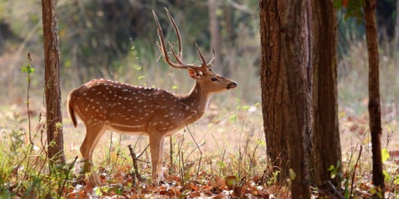 The Axis Deer, and How They’re Impacting Parts of the United States