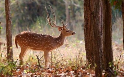 The Axis Deer, and How They’re Impacting Parts of the United States