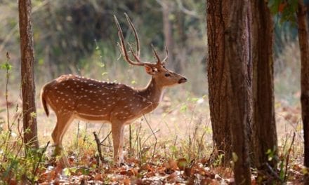 The Axis Deer, and How They’re Impacting Parts of the United States